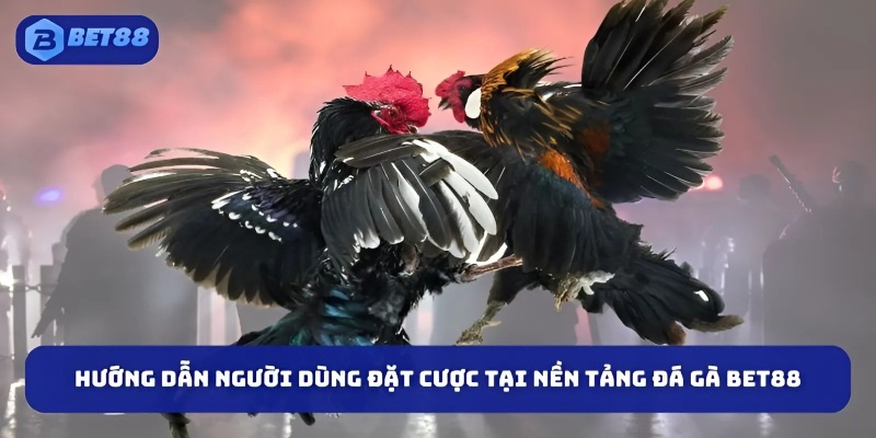 Hướng dẫn người dùng đặt cược tại nền tảng đá gà BET88