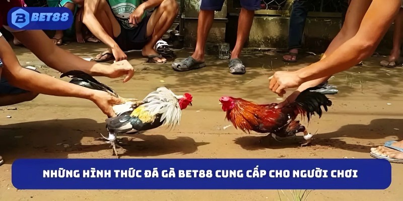 Những hình thức đá gà BET88 cung cấp cho người chơi