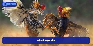 Lý Do Đá Gà Cựa Sắt Thu Hút Đông Đảo Người Chơi Hiện Nay?