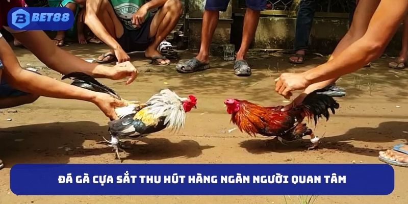 Đá gà cựa sắt thu hút hàng ngàn người quan tâm