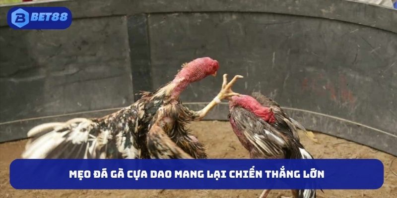 Mẹo đá gà cựa dao mang lại chiến thắng lớn