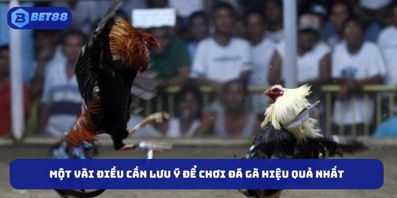 Một vài điều cần lưu ý để chơi đá gà hiệu quả nhất