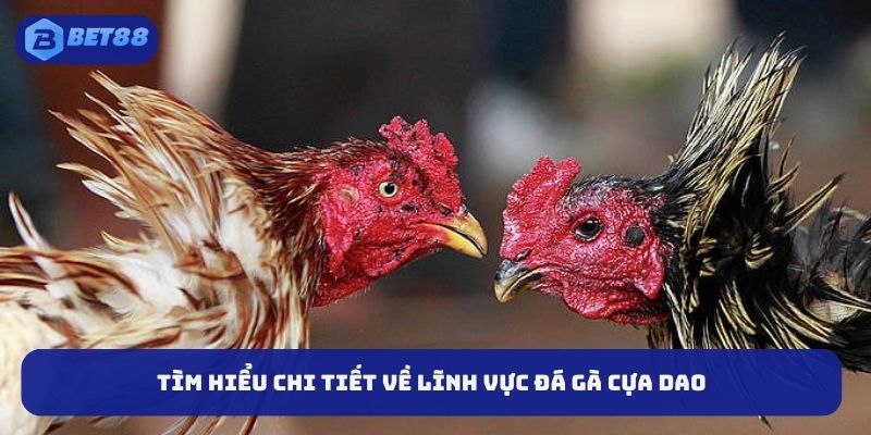 Tìm hiểu chi tiết về lĩnh vực đá gà cựa dao